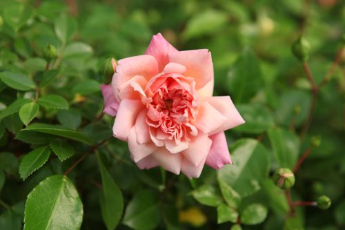 [ROPNOEL] Rosa 'Paul Noël'