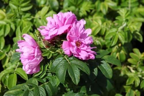 [RORADMIR] Rosa rugosa ADMIRATION®
