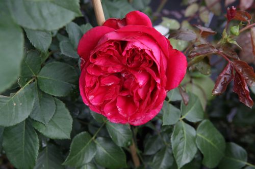 [ROREROSE] Rosa RED EDEN ROSE®