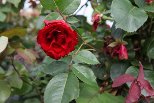 [RORSHOW] Rosa 'Royal Show®'