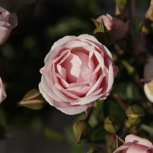 [RONDAWN] Rosa 'New Dawn'