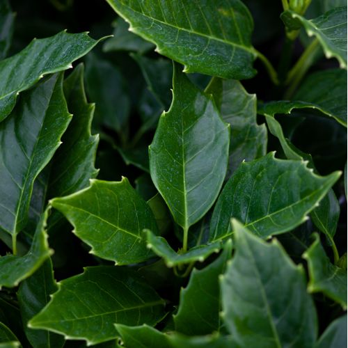 [AUJROZAN] Aucuba japonica 'Rozannie'