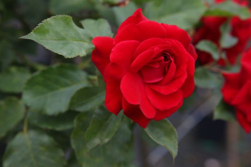 [RONWEIBU] Rosa 'Nina Weibull'