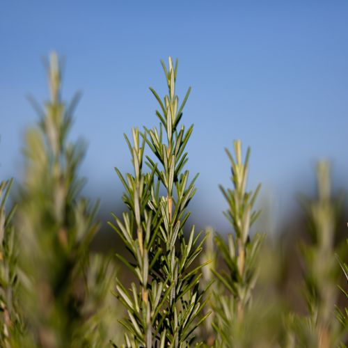 [ROOFFICI] Rosmarinus officinalis