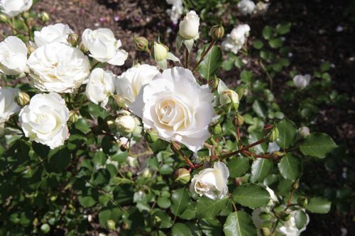 [ROSNOWDR] Rosa 'Snowdrift' Easy Elegance®