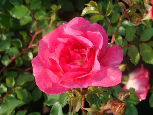 [ROSSUNSE] Rosa 'Sunrise Sunset' Easy Elegance®
