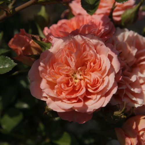 [ROSWEETY] Rosa 'Sweety'