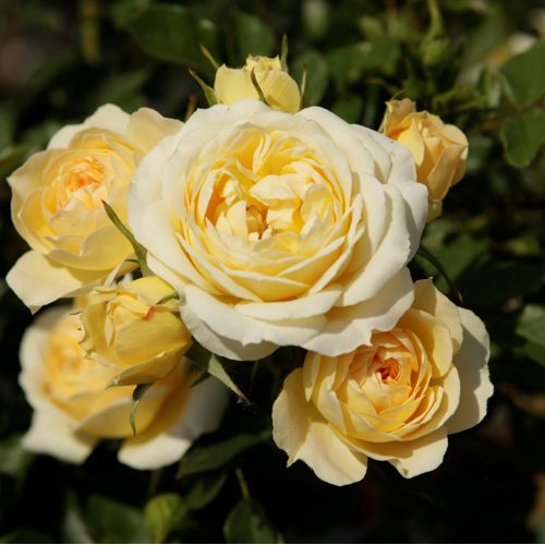 [ROTJAZZ] Rosa THAT'S JAZZ