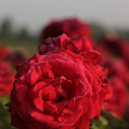 [RORWEDDI] Rosa 'Ruby Wedding'