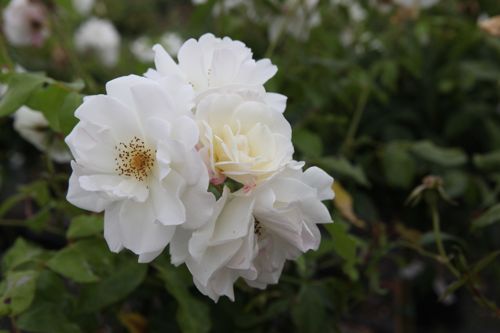 [ROSCHNEE] Rosa SCHNEEWITTCHEN®