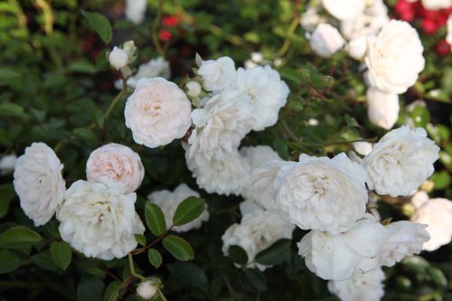 [ROSFOAM] Rosa 'Sea Foam'