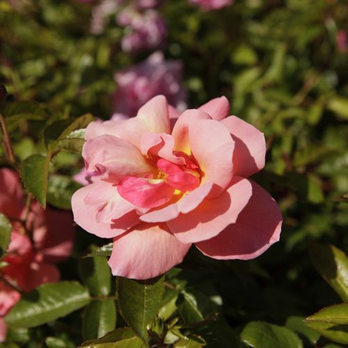 [ROSFRAGR] Rosa 'Sweet Fragrance' Easy Elegance®