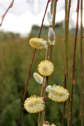 [SACKILMA] Salix caprea 'Kilmarnock'
