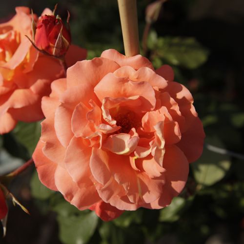 [ROWESTER] Rosa 'Westerland'