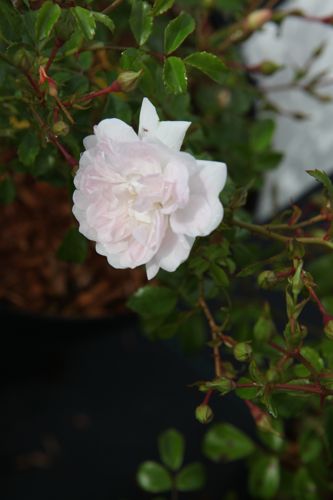 [ROWFAIRY] Rosa 'White Fairy'