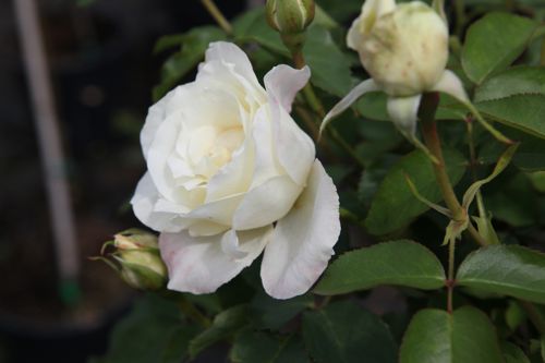 [ROWHITE] Rosa 'White'