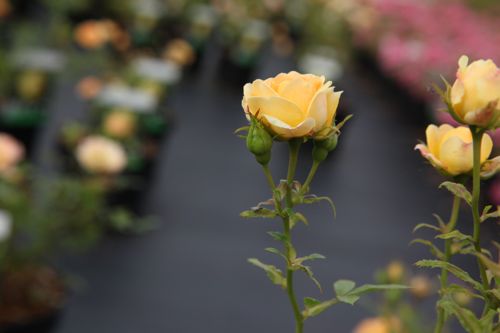 [ROYFAIRY] Rosa 'Yellow Fairy'