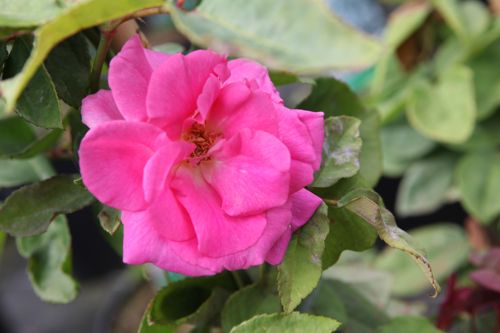 [ROZDROUH] Rosa 'Zéphirine Drouhin'