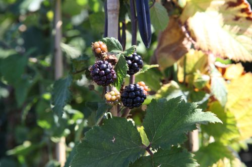 [RUFBSATI] Rubus fruticosus 'Black Satin'