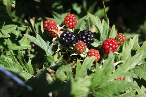 [RUFTEVER] Rubus fruticosus 'Thornless Evergreen'