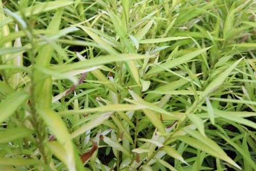 [SASGSUNS] Salix sachalinensis 'Golden Sunshine' (PBR)