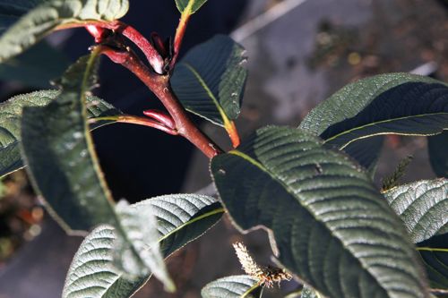 SAMOUPIN