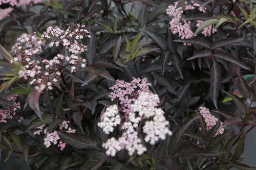 [SANBBEAU] Sambucus nigra BLACK BEAUTY (PBR)