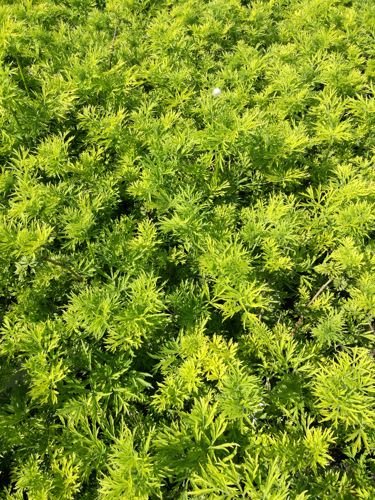 [SANGTOWE] Sambucus nigra GOLDEN TOWER (PBR)