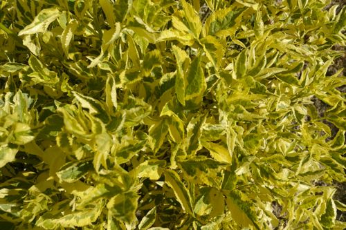 [SANMADON] Sambucus nigra 'Madonna'