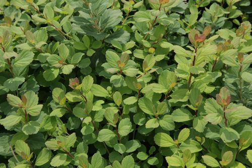 [SPBISLAN] Spiraea betulifolia 'Island'