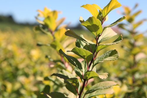[SPBTGOLD] Spiraea betulifolia 'Tor Gold' (PBR)