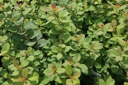 [SPBTOR] Spiraea betulifolia 'Tor'
