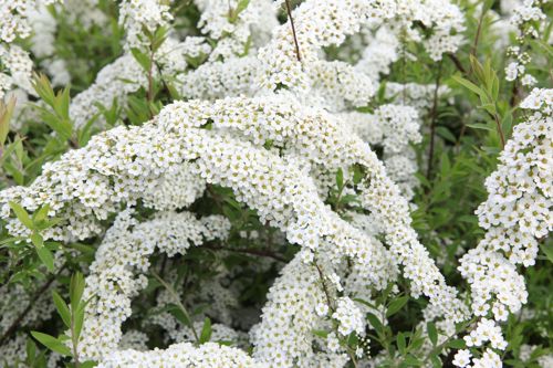 [SPCGREFS] Spiraea cinerea 'Grefsheim'
