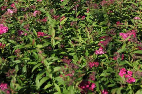 [SPJAWATE] Spiraea japonica 'Anthony Waterer'