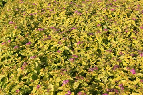 [SPJCANDL] Spiraea japonica 'Candlelight'