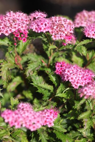 [SPJCRISP] Spiraea japonica 'Crispa'