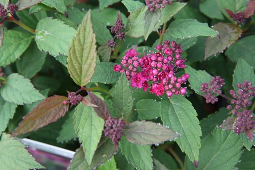[SPJDPART] Spiraea japonica Proven Winners® DOUBLE PLAY® ARTIST