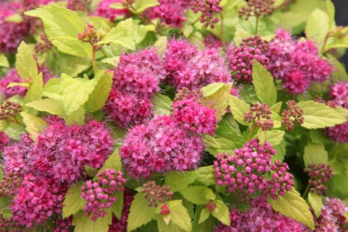 [SPJDPGOL] Spiraea japonica Proven Winners® DOUBLE PLAY® GOLD
