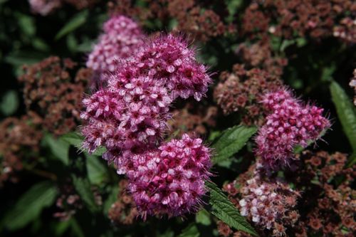 [SPJDRED] Spiraea japonica 'Darts Red'