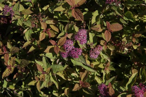 [SPJFIREL] Spiraea japonica 'Firelight'