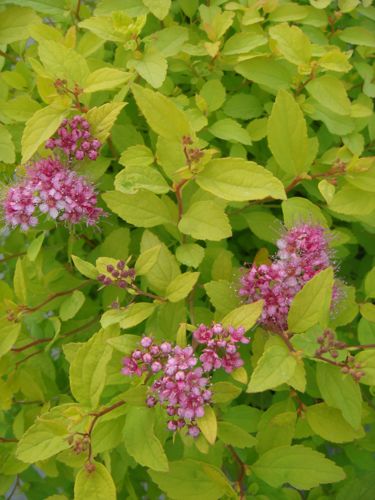 [SPJGELF] Spiraea japonica 'Golden Elf'
