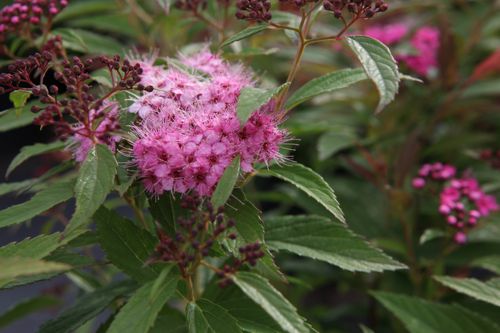 [SPJGENPE] Spiraea japonica 'Genpei (Shirobana)'