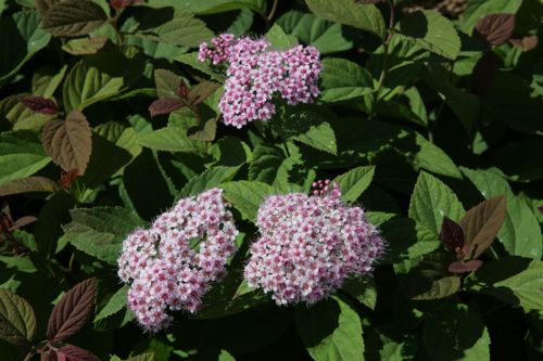[SPJGGOLD] Spiraea japonica GREEN & GOLD®