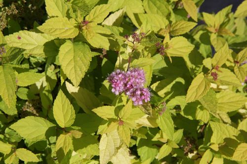 [SPJGOLDM] Spiraea japonica 'Goldmound'