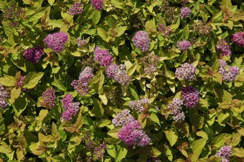 [SPJGPRIN] Spiraea japonica 'Golden Princess'
