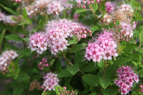 [SPJLPRIN] Spiraea japonica 'Little Princess'