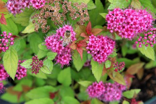 [SPJMCARP] Spiraea japonica MAGIC CARPET (PBR)