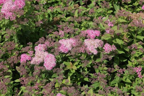 [SPJNANA] Spiraea japonica 'Nana'