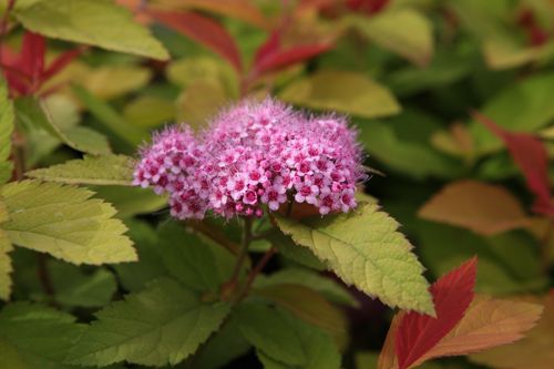 [SPJPGOLD] Spiraea japonica 'Pink & Gold'