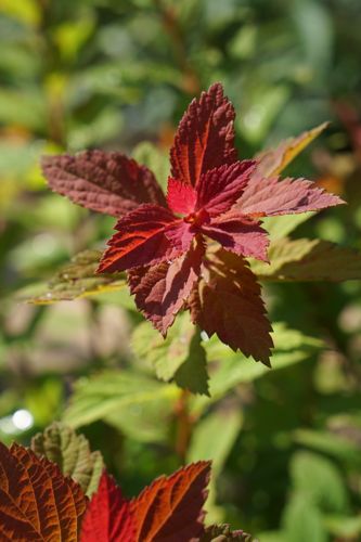[SPJSCHAM] Spiraea japonica SPARKLING CHAMPAGNE (PBR)